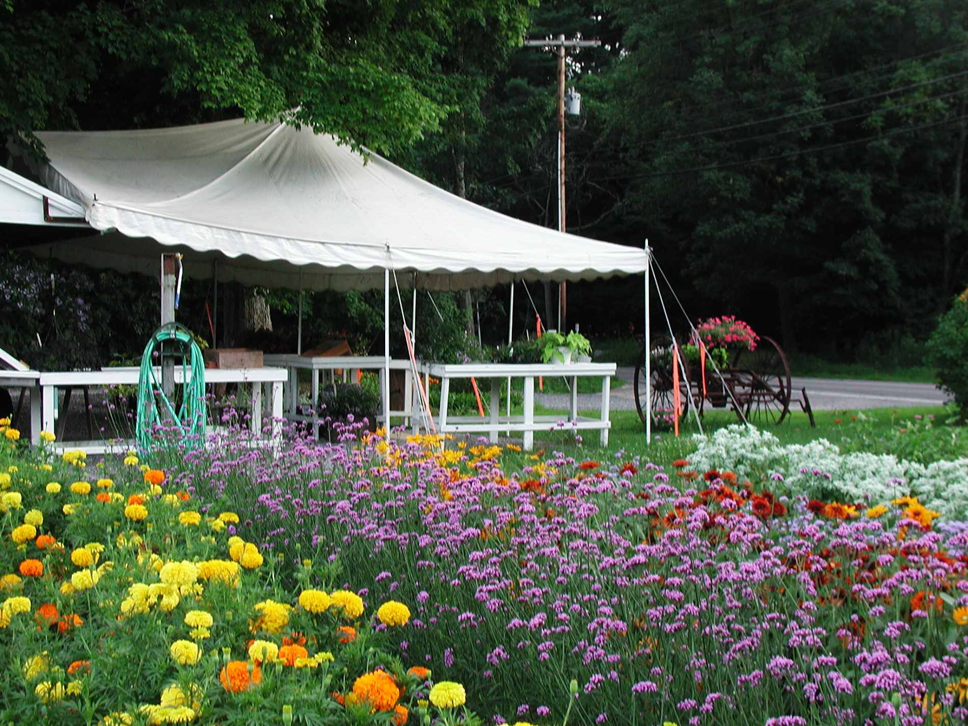 A roadside farm stand under a white canvas tent behind beds of marigolds and verbena